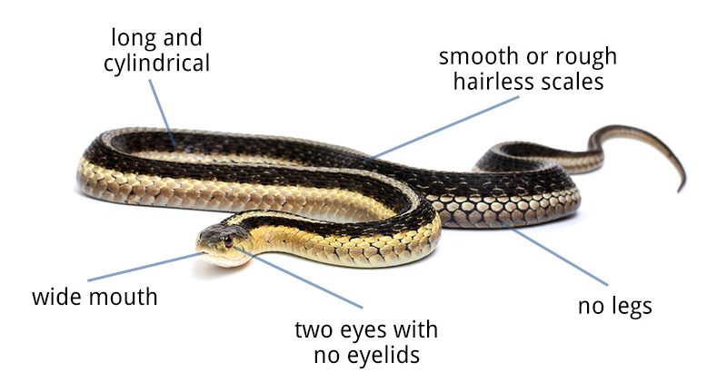Anatomía exterior de la serpiente