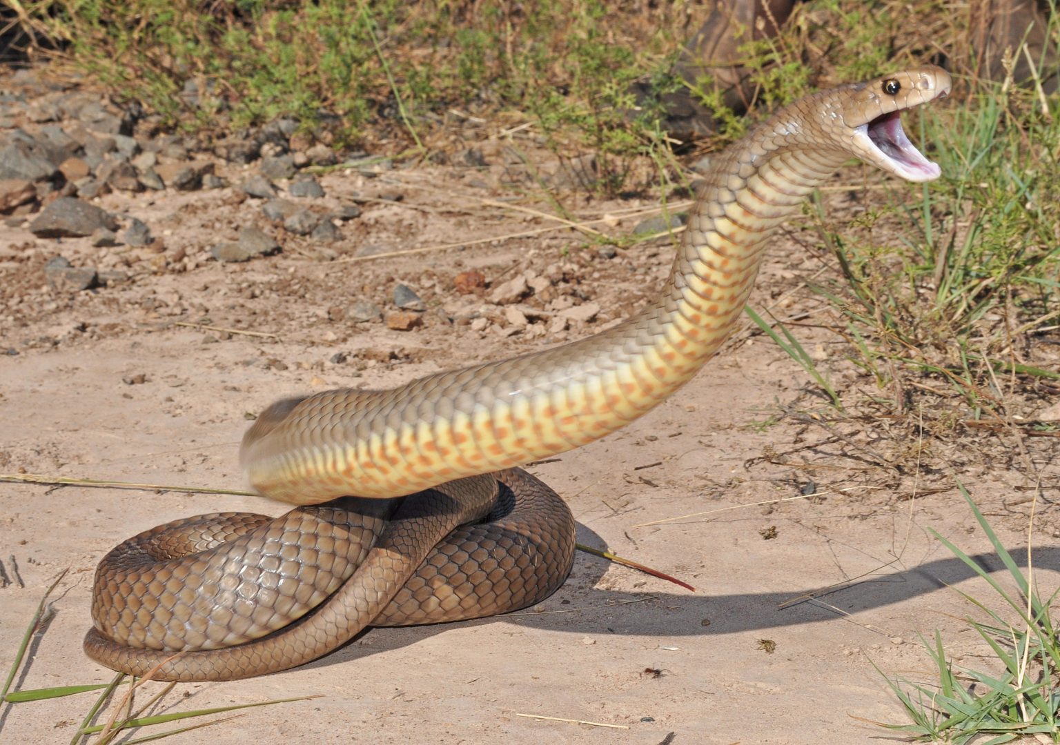 Ataque de la serpiente marrón oriental