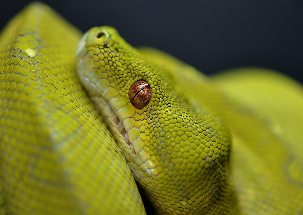 Especie de serpiente Pitón verde
