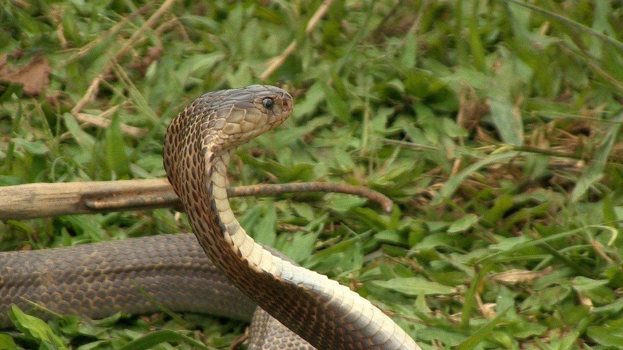 Imágenes de la cobra real