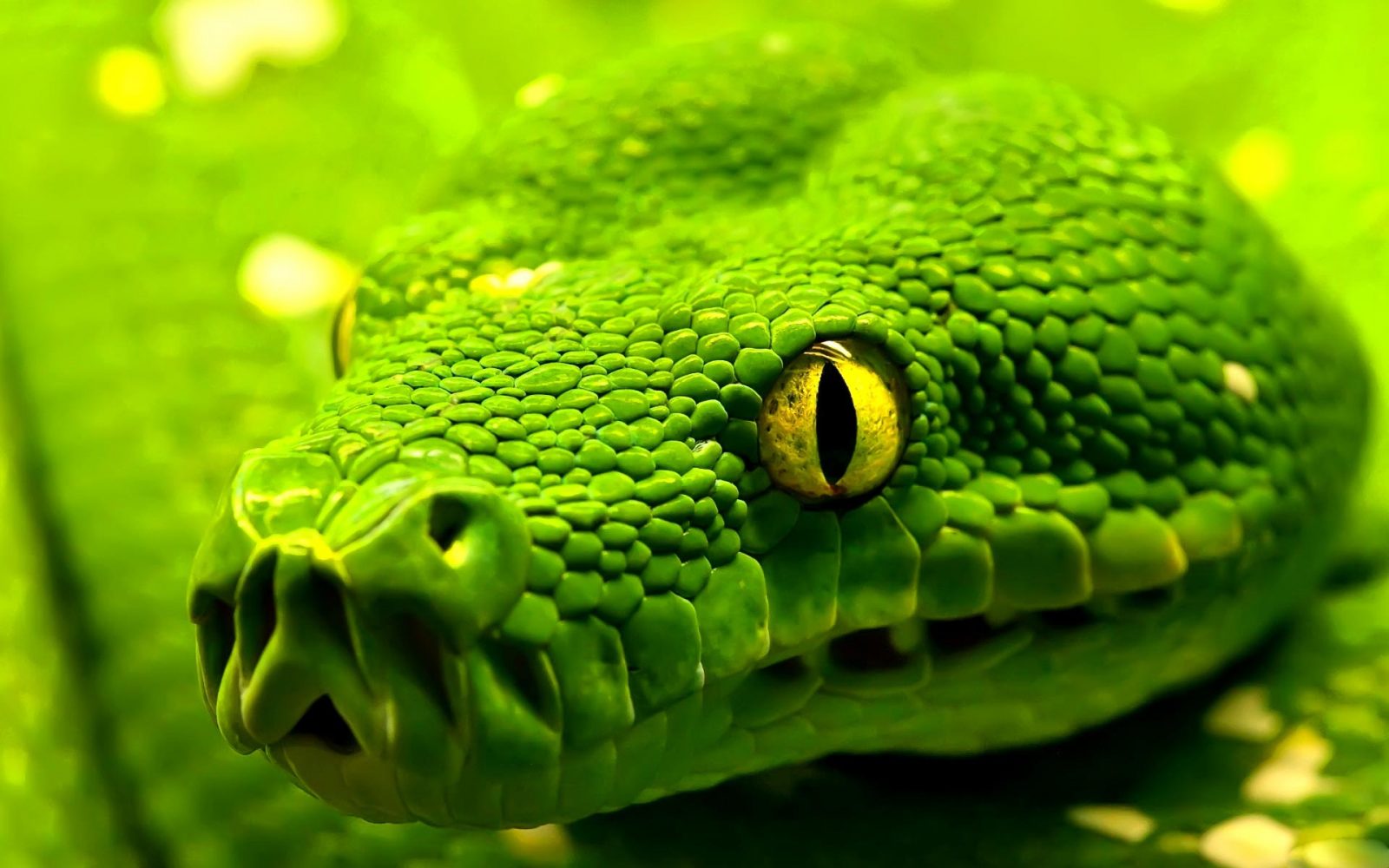 Imágenes de serpientes 3D