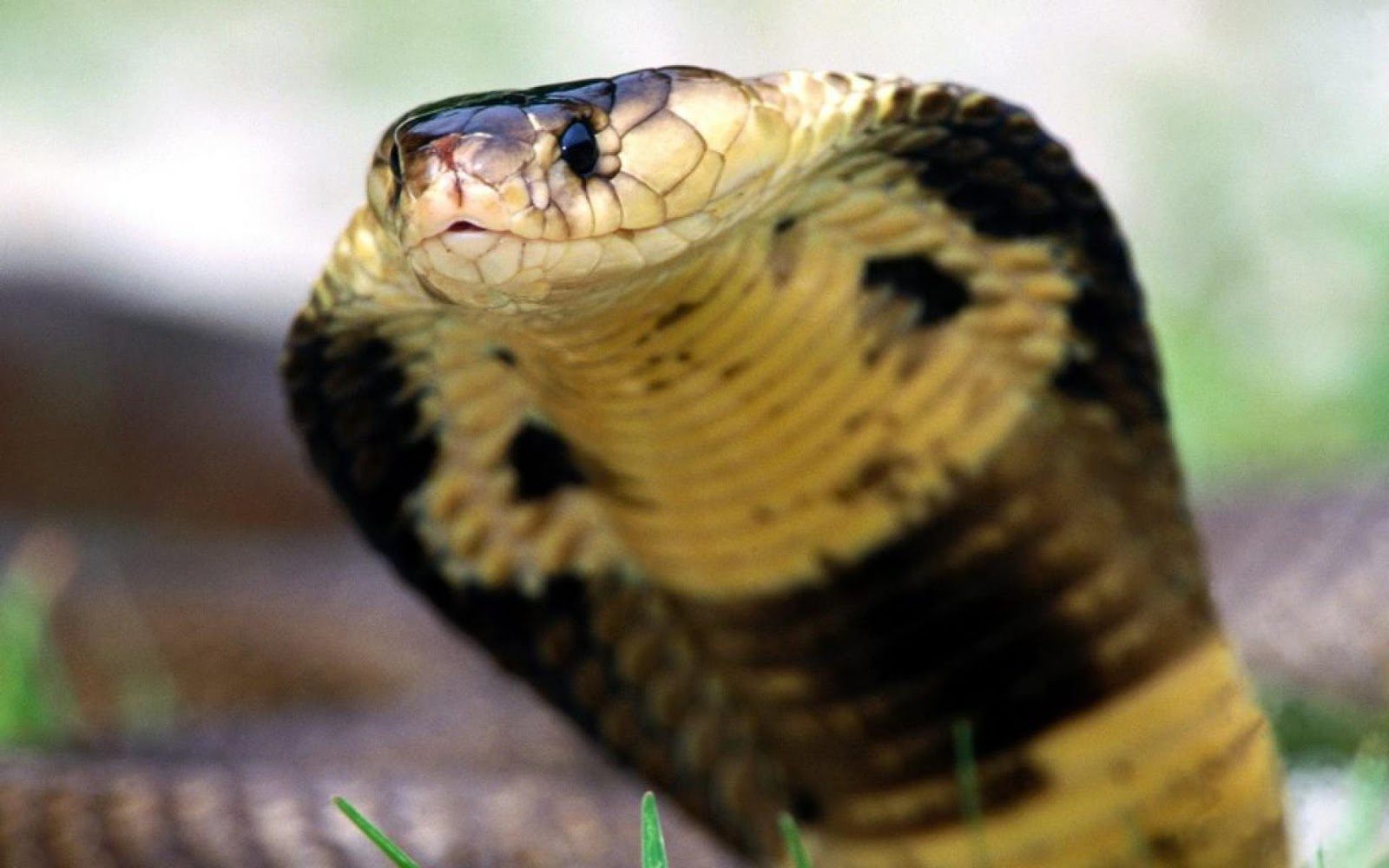King cobra venenosa