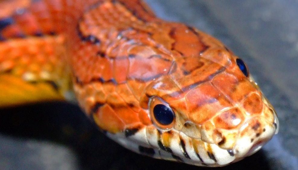 Ojos de la serpiente del maíz