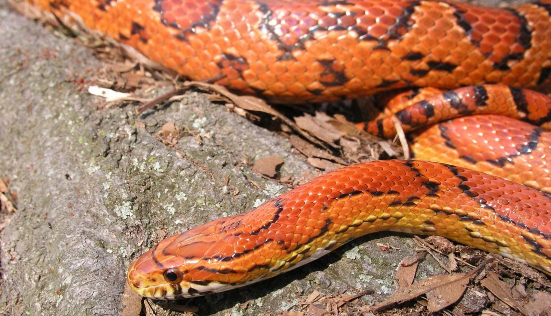 Piel y colores de la serpiente ratonera roja