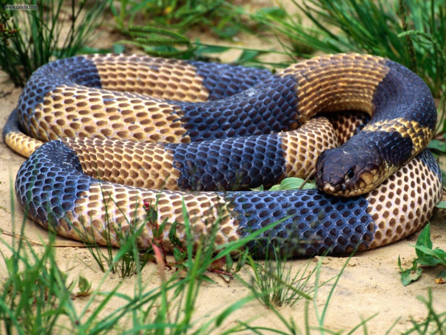 Serpiente king cobra