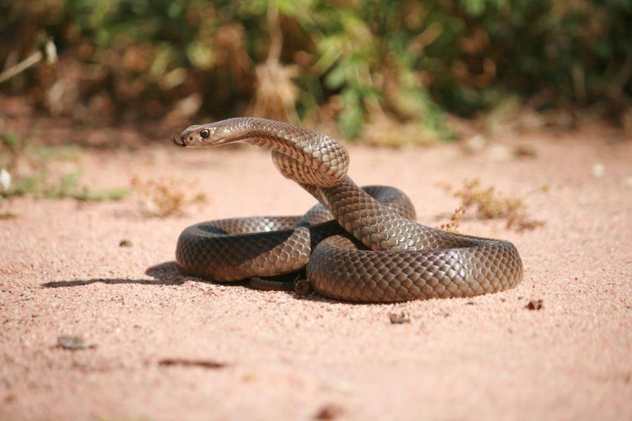Serpiente marrón oriental oscura