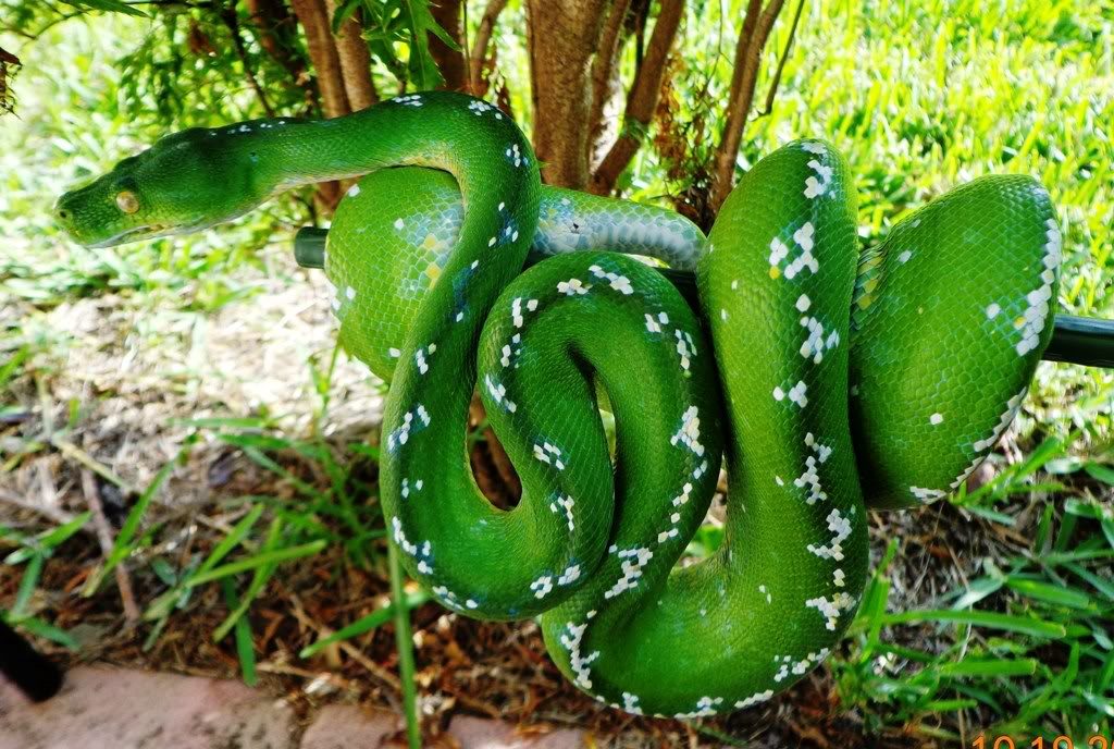 Serpiente Pitón arborícola verde