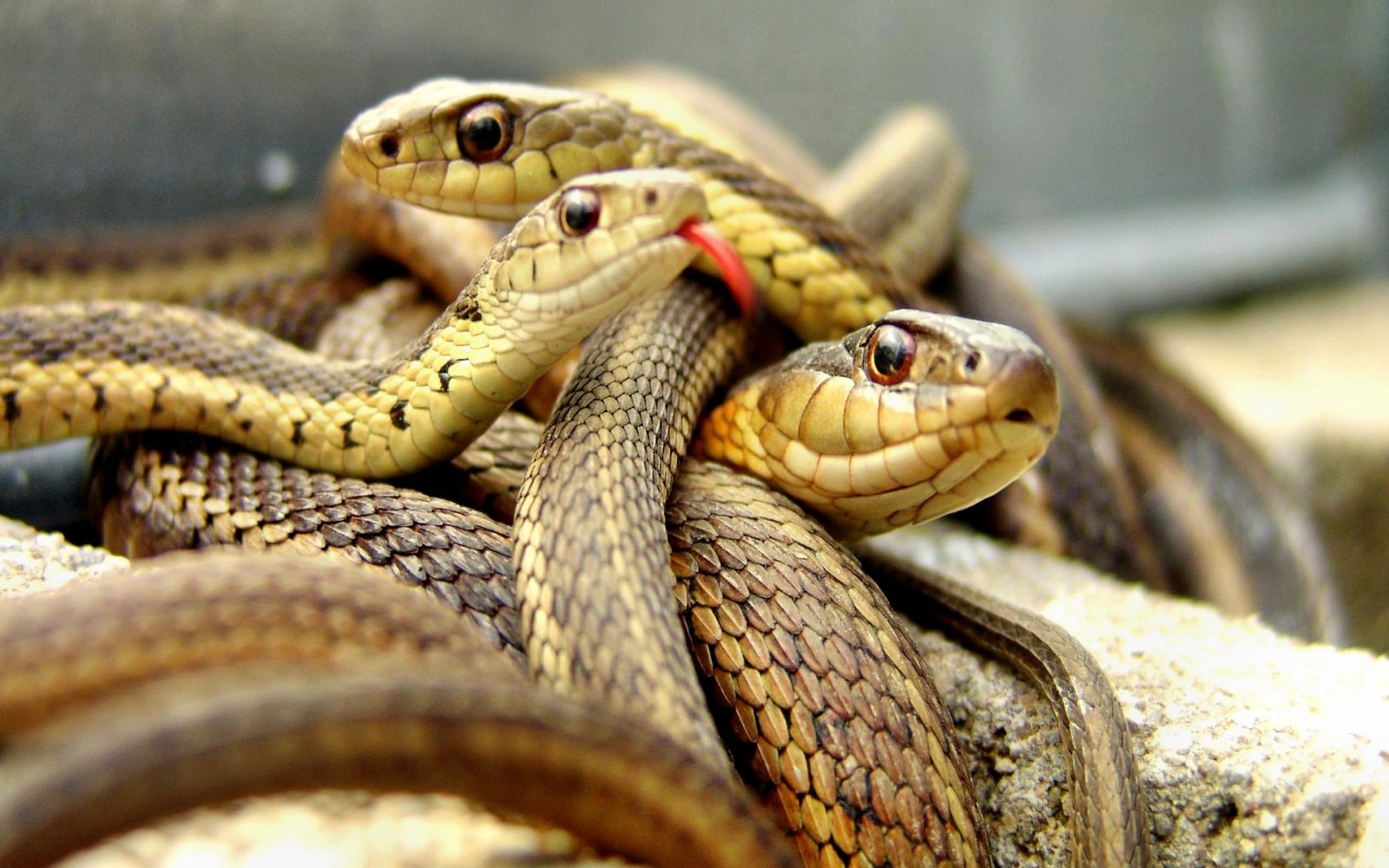 Serpientes en cautividad