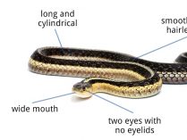 Anatomía exterior de la serpiente