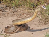Ataque de la serpiente marrón oriental