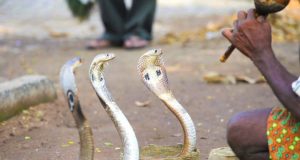 Cómo oyen las serpientes