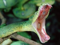 Imagen de una serpiente atacando
