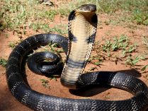 King cobra grande