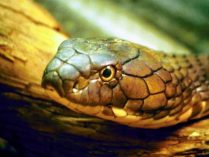 Principales características de las serpientes