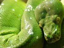 Reptil arborícola verde