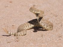 serpiente de cascabel del Mohave