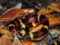Serpiente escarlata América