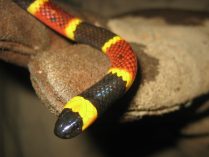 Serpiente escarlata Florida