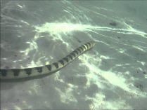 Serpiente marina de pico nadando
