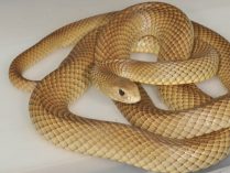 Serpiente marrón oriental clara