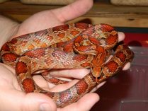 Serpiente ratonera roja como mascota