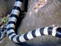 Serpientes marina de pico más venenosas