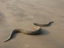 Serpientes marinas débiles de bandas