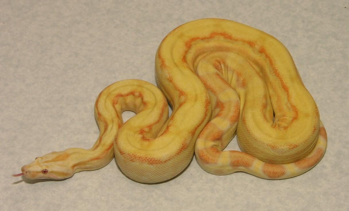 Boa constrictor albina