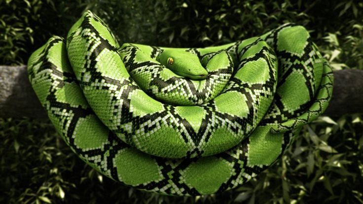 Boa constrictor verde