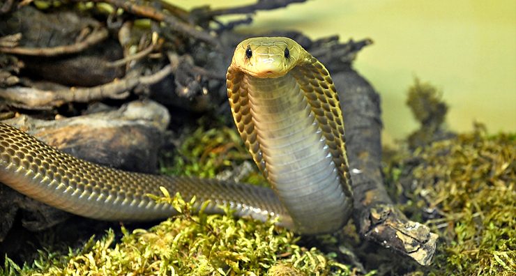 Cobra filipina más venenosas