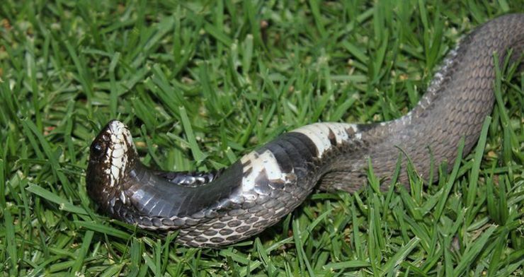 Cobra fingiendo muerte