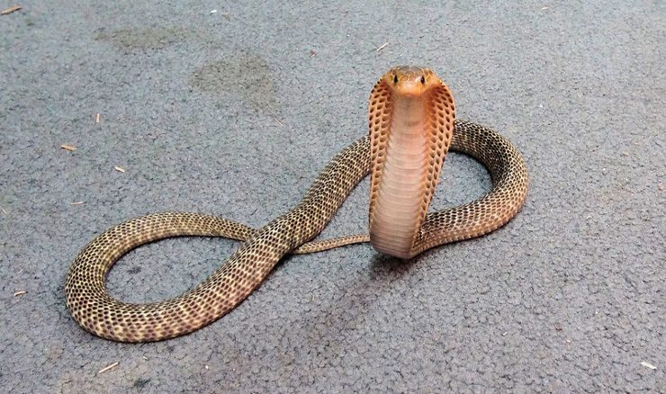 Cobra venenosa de Filipinas