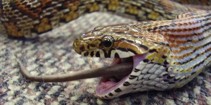 Cómo se alimentan las serpientes
