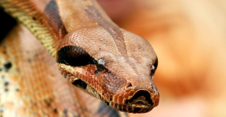 Comunicación de las serpientes