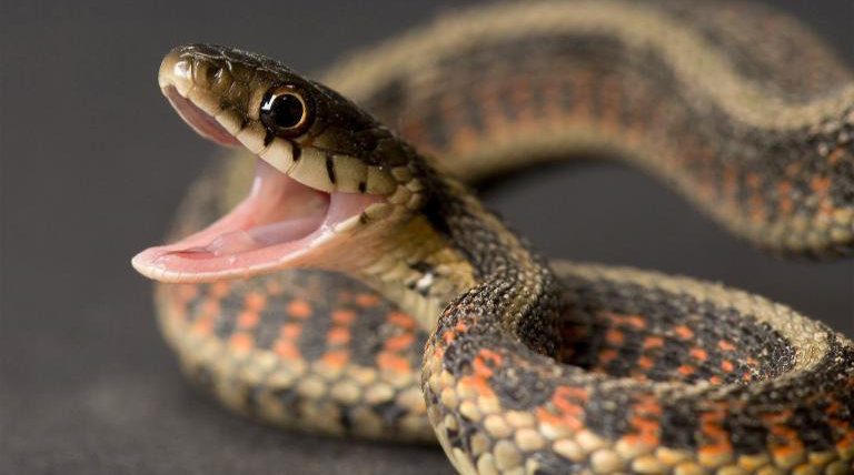 Comunicación en combate entre serpientes