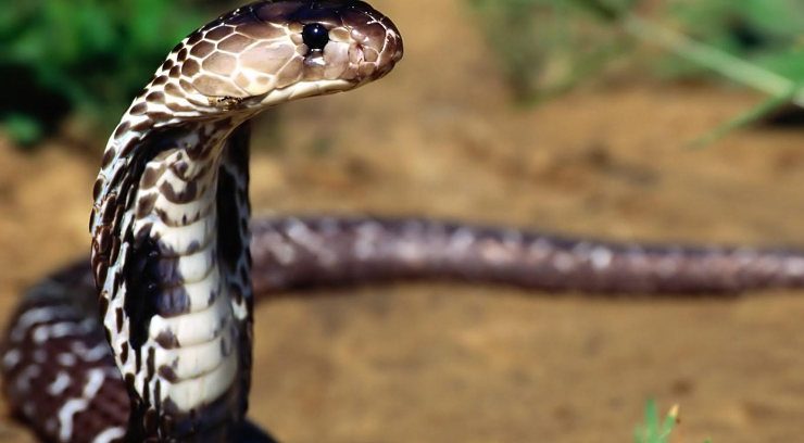 Feromonas serpientes