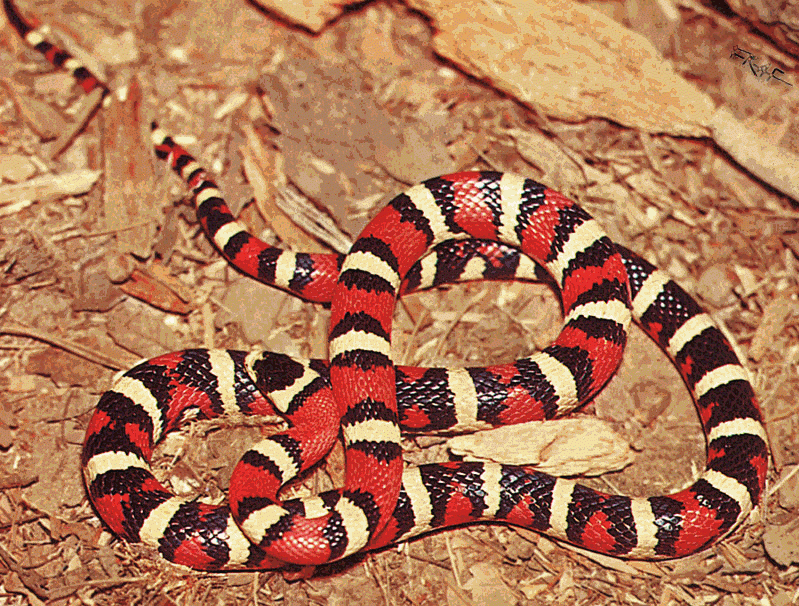 Fotos de la serpiente Real