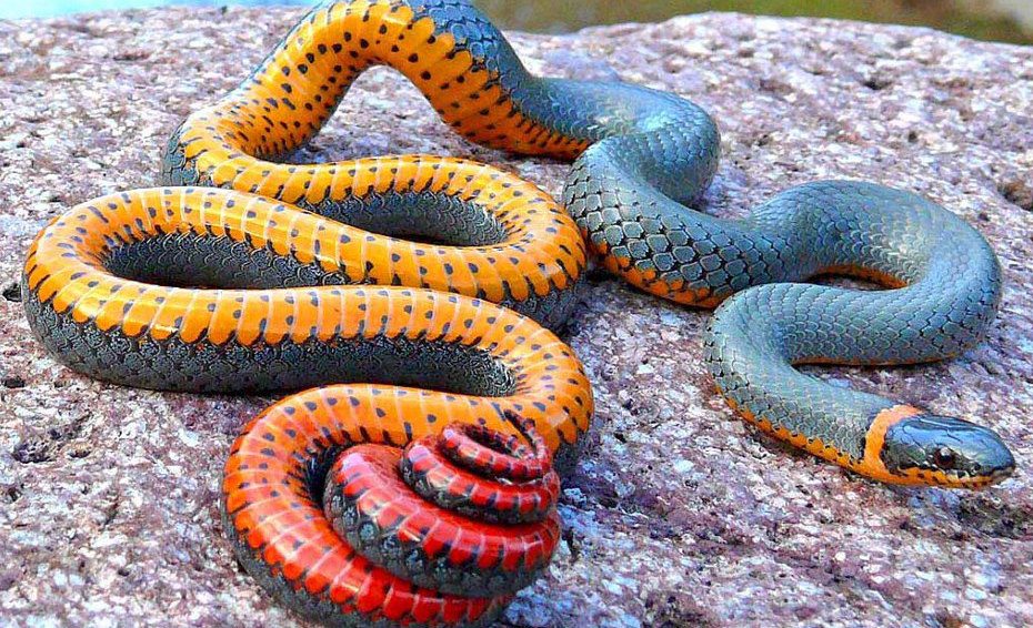 Fotos de serpientes