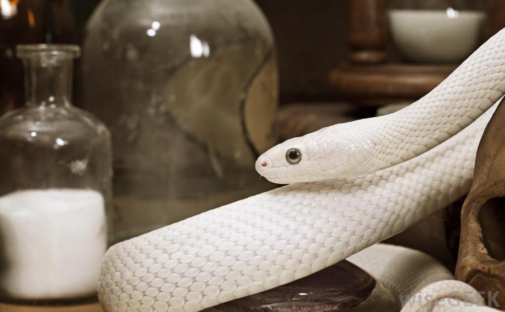 Fotos de una serpiente albina