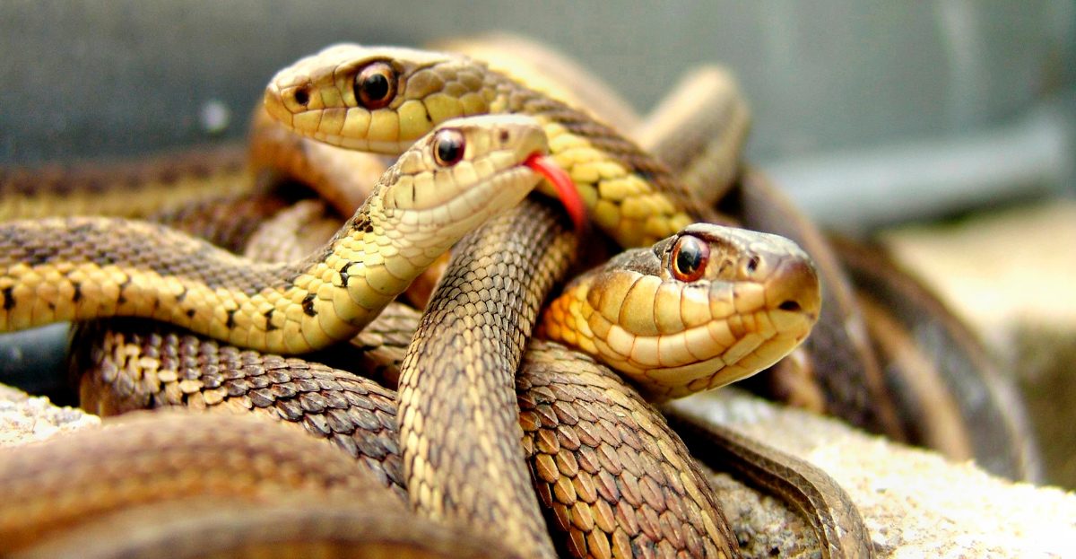 Guía de las serpientes