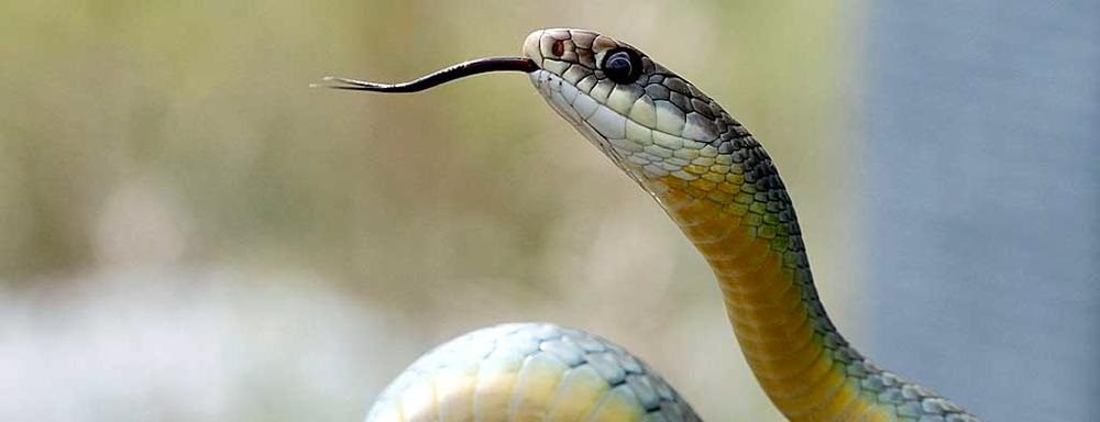Imágenes de serpientes