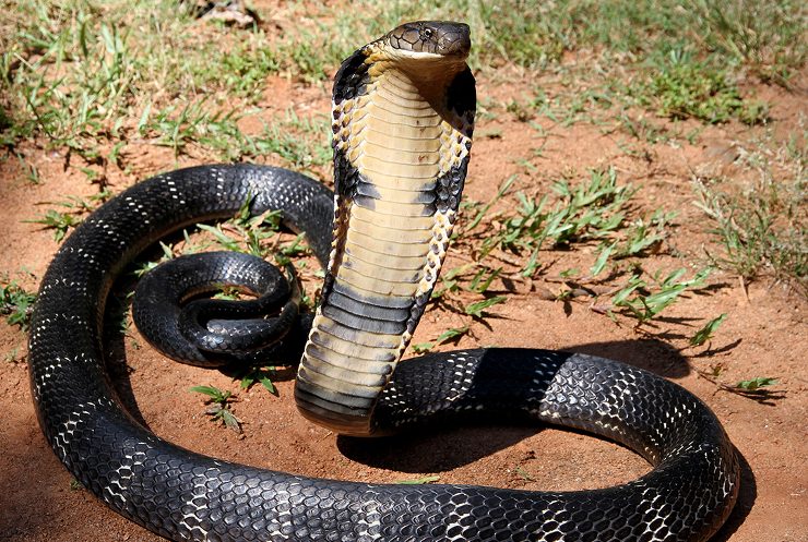 King cobra grande