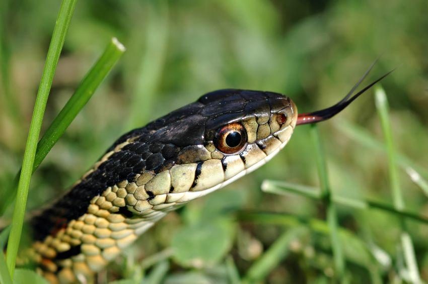 Lengua bífida de las serpientes