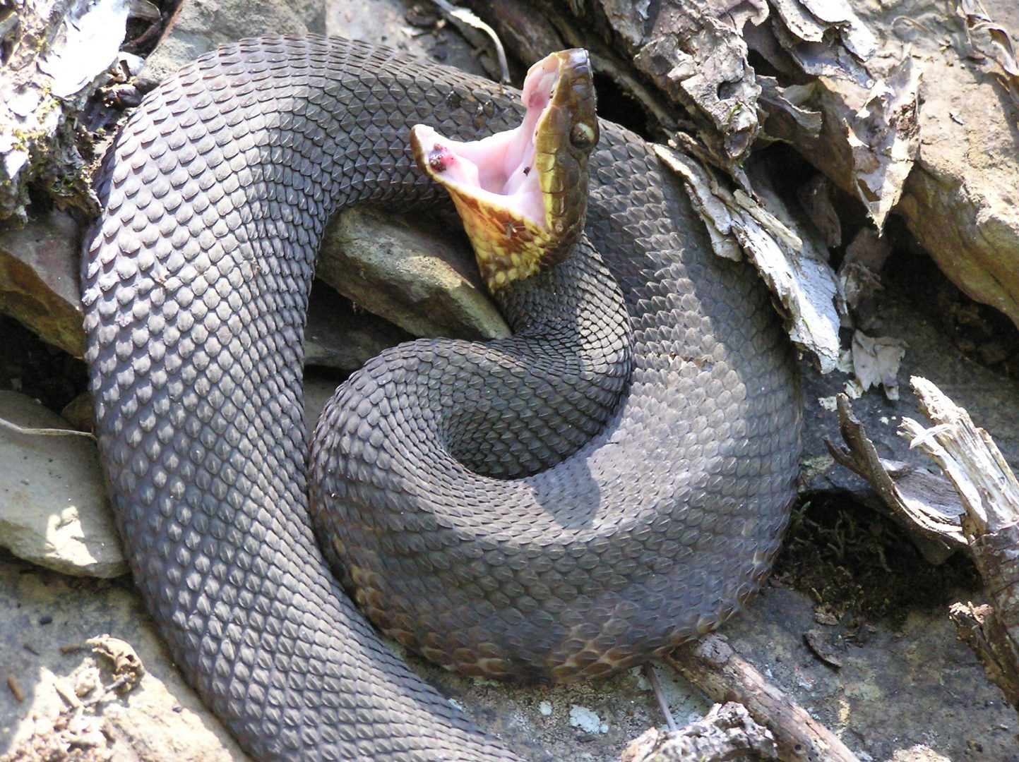 Que Comen las Serpientes boca de algodón ?