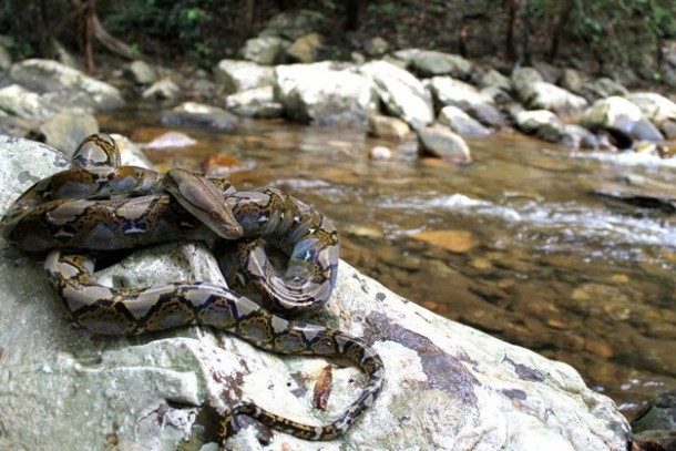 Pitones reticuladas