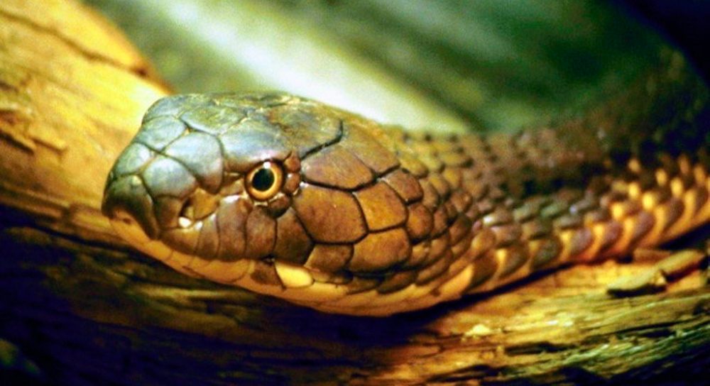 Principales características de las serpientes