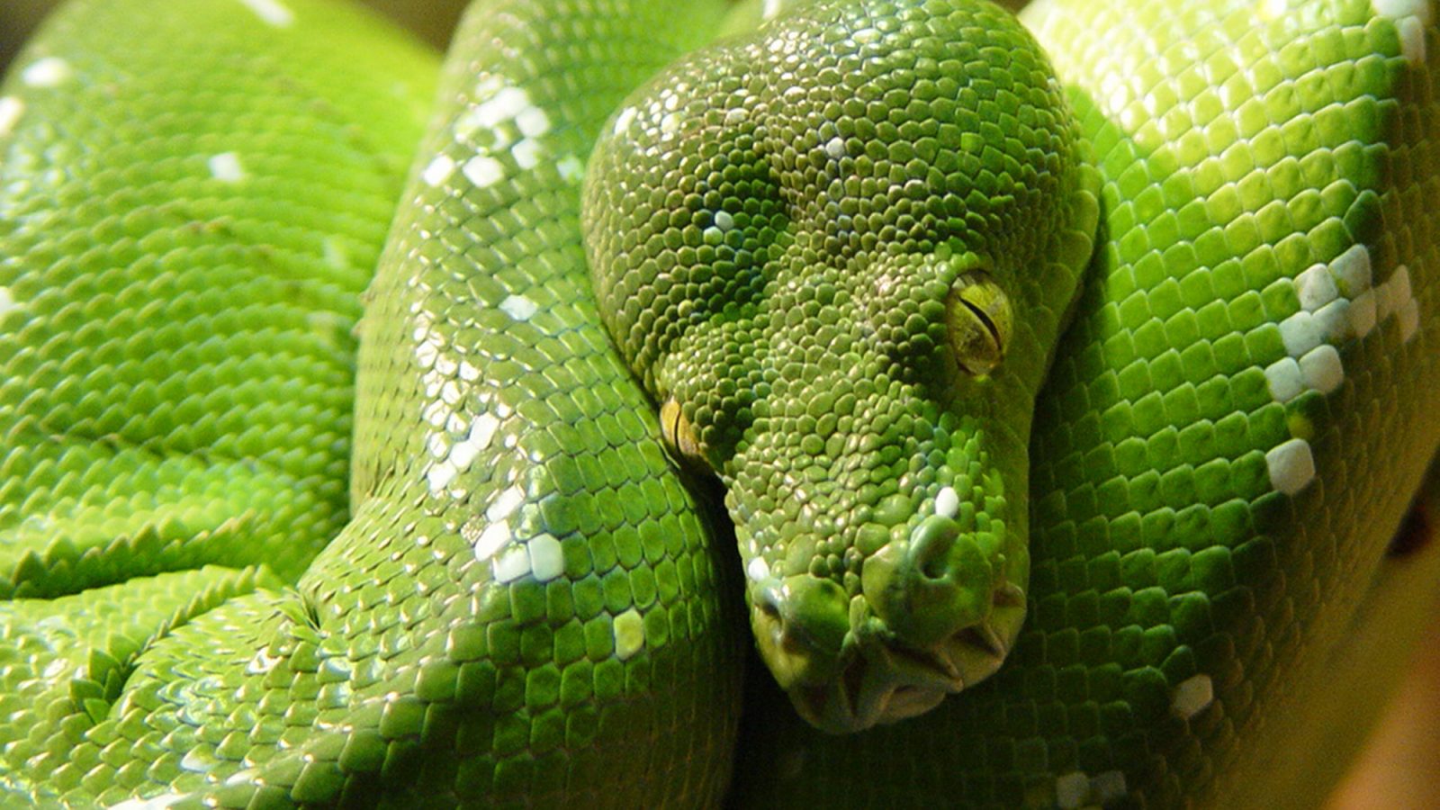 Reptil arborícola verde