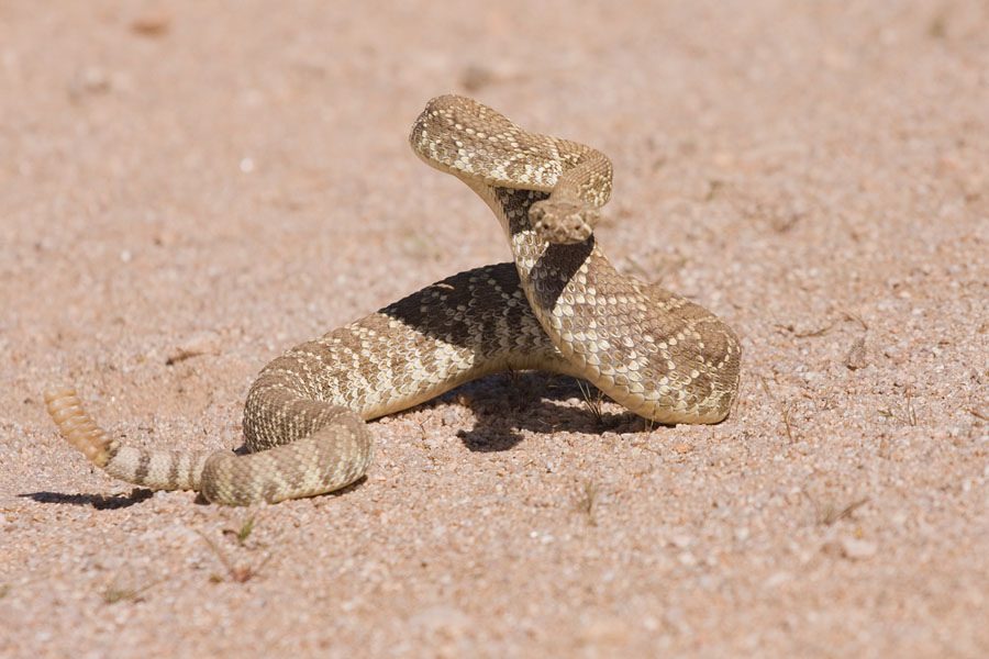 serpiente de cascabel del Mohave