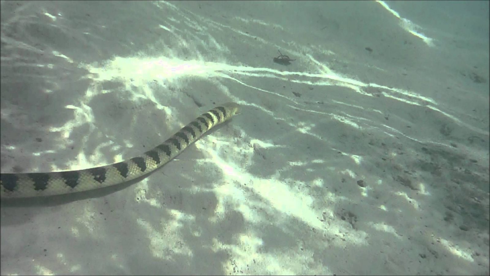 Serpiente marina de pico nadando