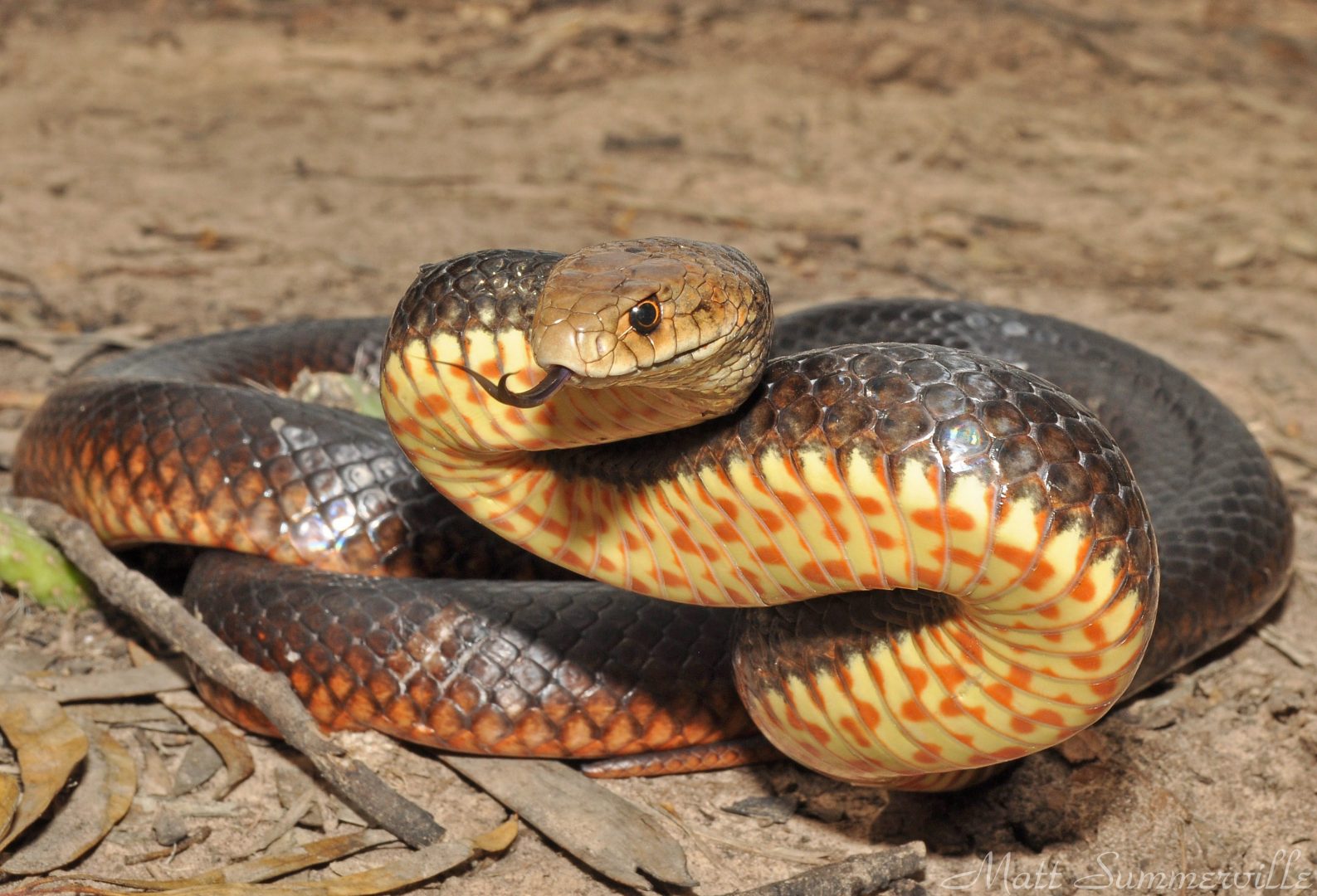 Serpiente marrón oriental